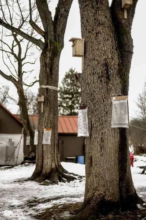 Bērzu (un kļavu) sulu tecināšanas komplekts, Libertu kit