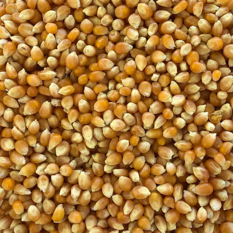 Kukurūzas graudi popkornam BIO (sverams produkts)